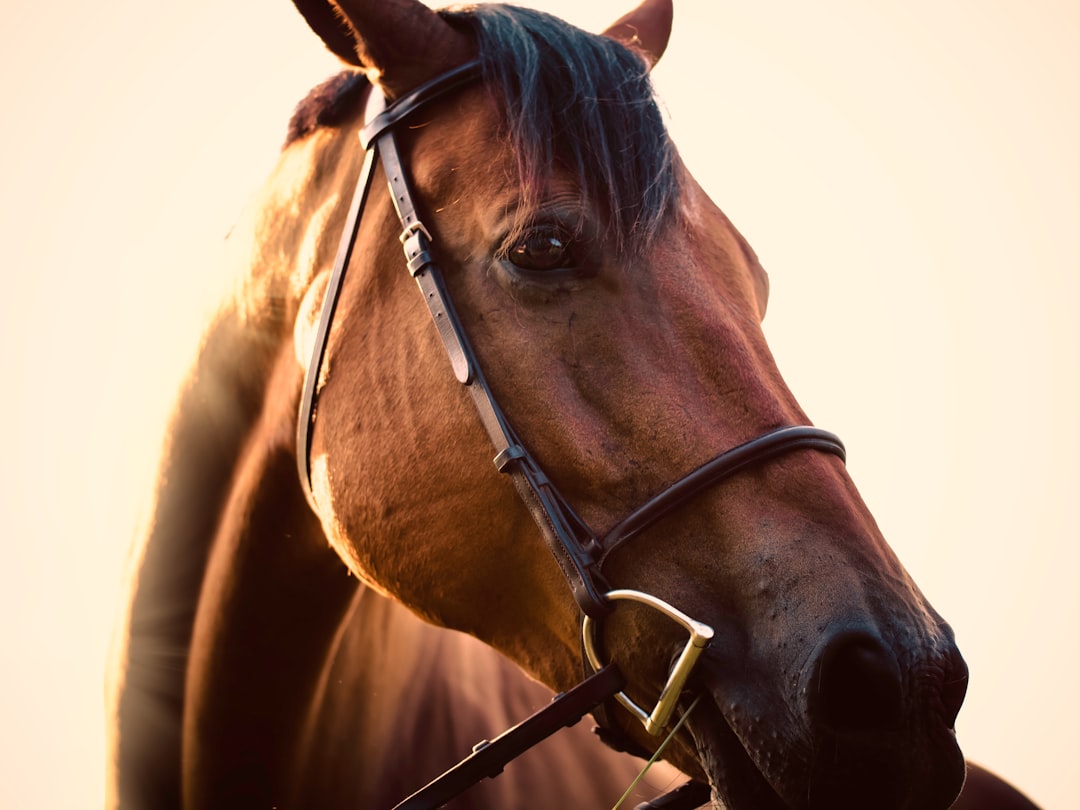 Photo Image: Horse Galloping Nouns: Bay horse, gallop
